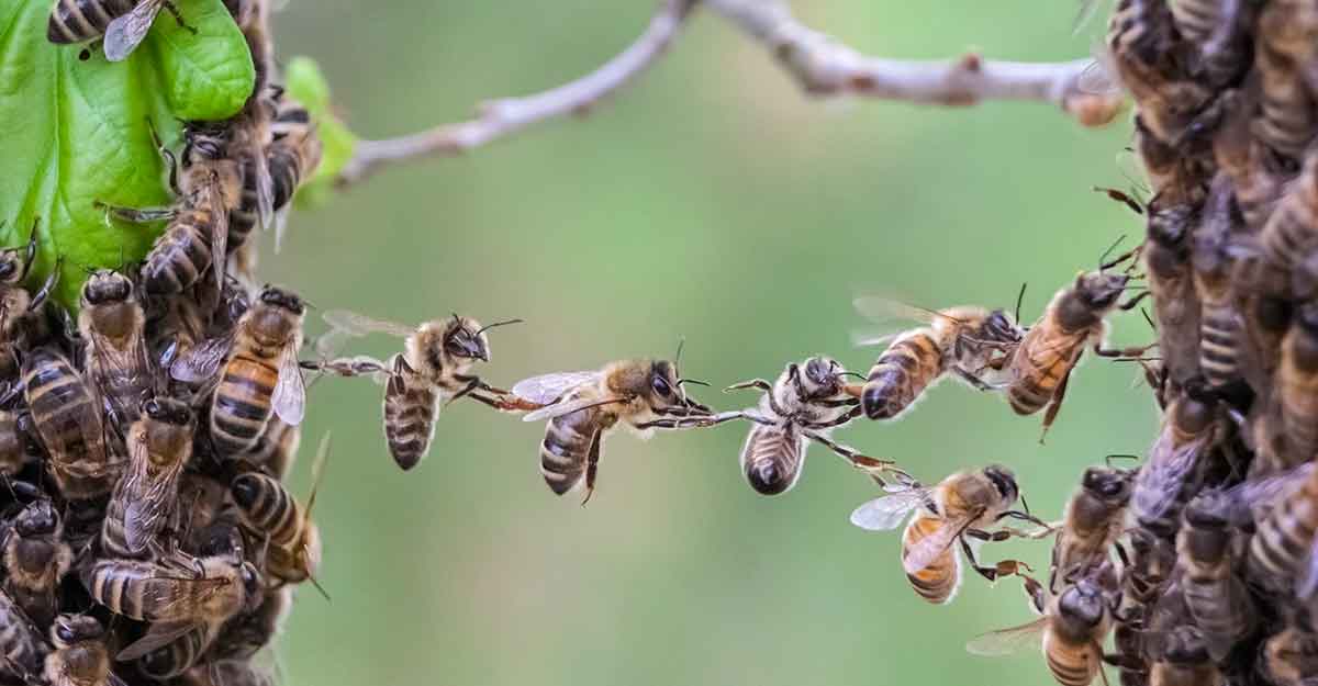 Proaktive Teamentwicklung in Software-Projekten