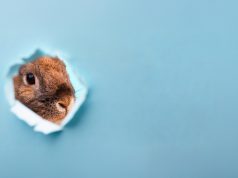 SAP-Osterbrunch 2026 SAP Osterbrunch